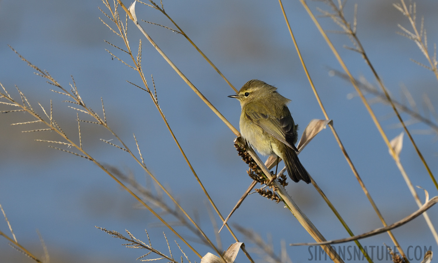 Phylloscopus collybita collybita [400 mm, 1/2000 Sek. bei f / 8.0, ISO 1000]